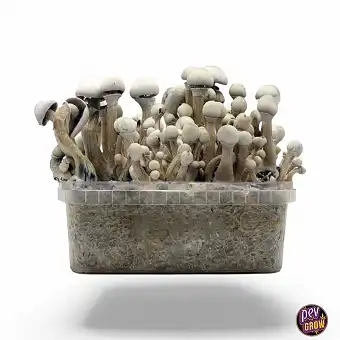 Leucistic Magic Mushrooms