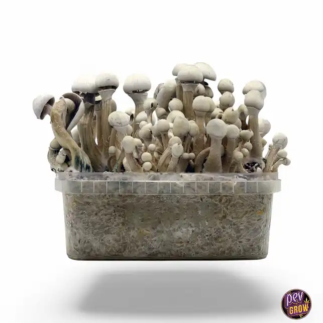 Champignons Magiques Leucistiques