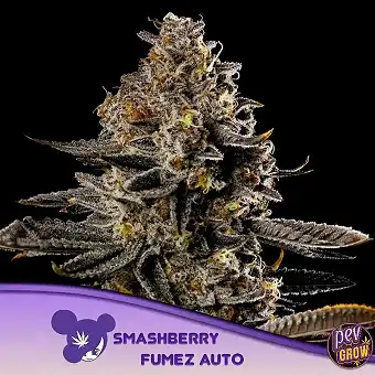 Smashberry Fumez Auto fra...