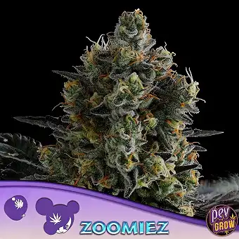 Zoomiez® nőstény magok –...