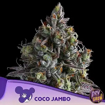 Coco Jambo