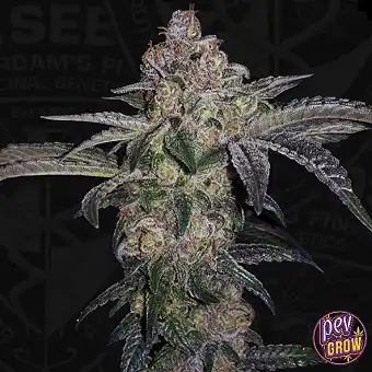 TH Seeds'ten Pure Runtzy...