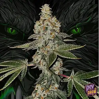 Sementes Feminizadas Beasty...