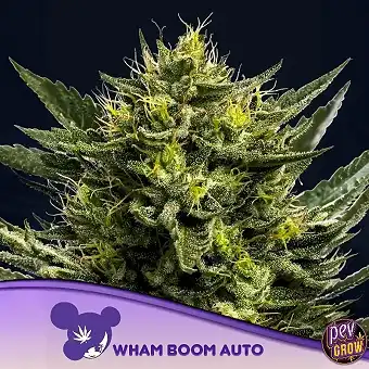 Wham Boom Auto van Anesia...