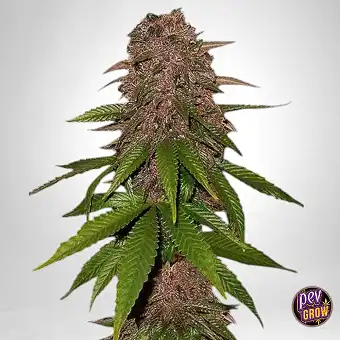 Kamala OG Auto Fast Buds –...