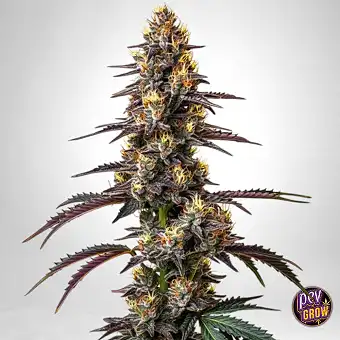 Blimburn Seeds'in Carbon...