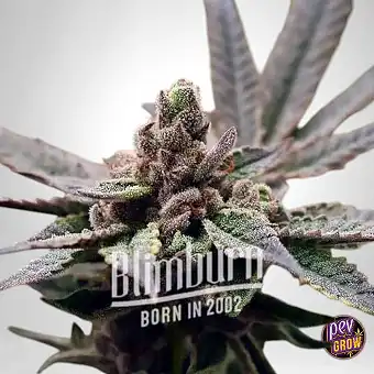 Georgia Pie Feminiserade...