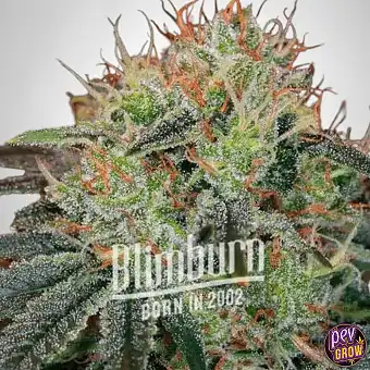 Fat Bastard Auto | Blimburn...