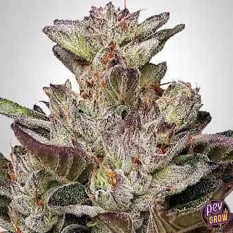 Llavors Feminizades Donutz...