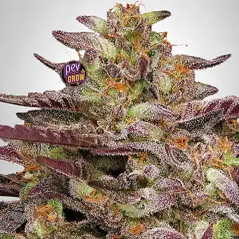 COB Salad феминизирани...