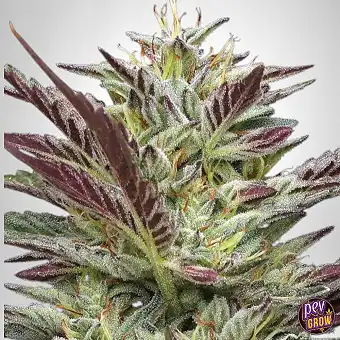 Notorious THC Regular Seeds...