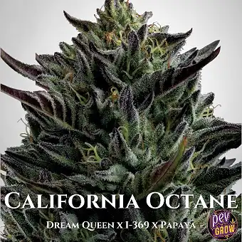 California Octane