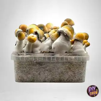 Kit de Cultivo de Cogumelos...