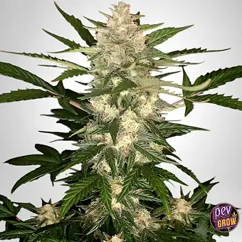 Tangie Matic Auto FastBuds