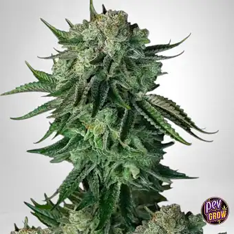 Moby Dick Auto 420 Fast...