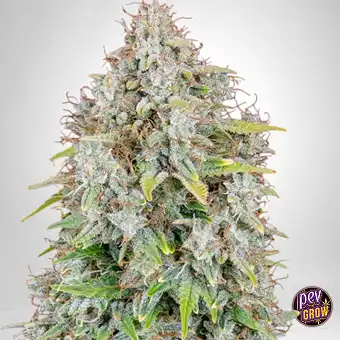 Cinderella Auto 420 Fast...