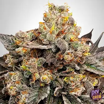 00 Seeds'ten Biscotti...