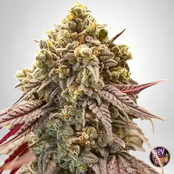 Gelato Mint Gefeminiseerde...