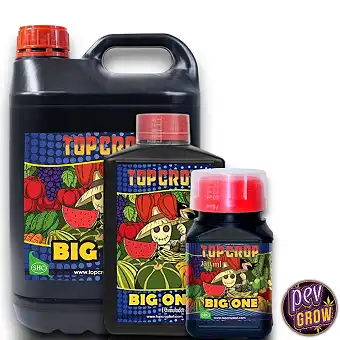 Big One Top Crop – Algeõli...