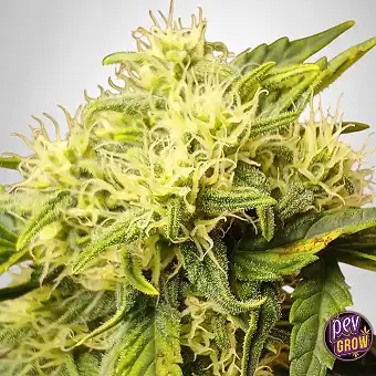 Frostbanger Auto 420 Fast...