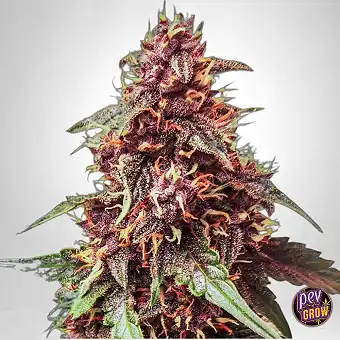 Purple Haze Auto 420 Fast...