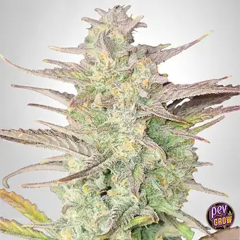 Z-Up Auto tootjalt FastBuds...