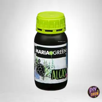 Algax Maria Green – Algeni...