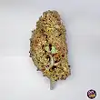 TB Amnesia The Bulldog Seeds
