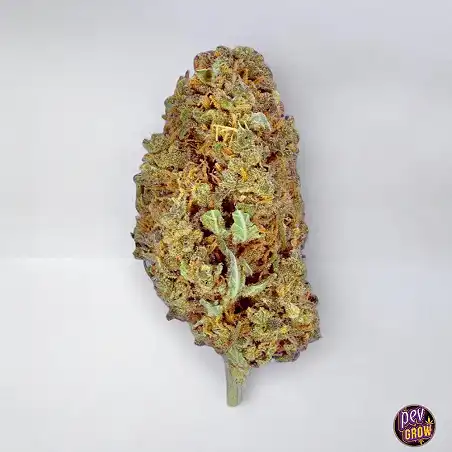 TB Amnesia The Bulldog Seeds