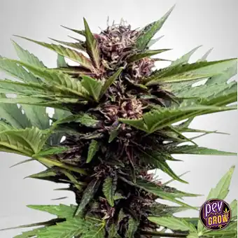 Sementes TB Purple CBD Auto...