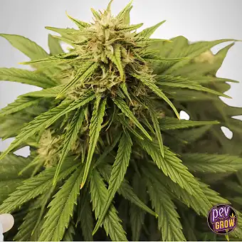 TB Skittlez Auto – The...