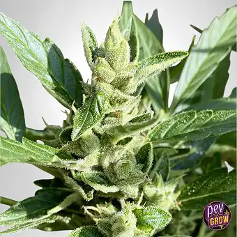 TB Strawberry Haze Auto-frø...