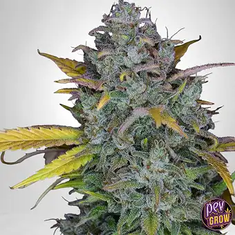 Насіння TB Gelato Auto –...