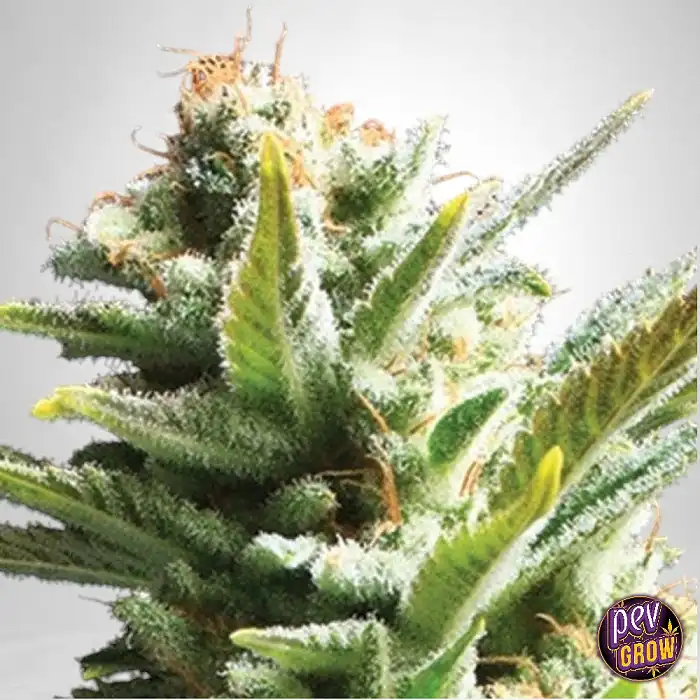 Buy TB Amnesia The Bulldog Seeds at Pevgrow