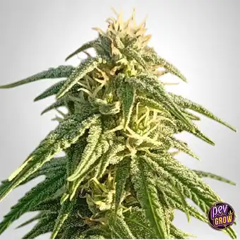 Himalaya Snow Regular Zaden...