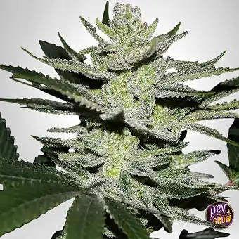 Chocolate Thai Og World Of...