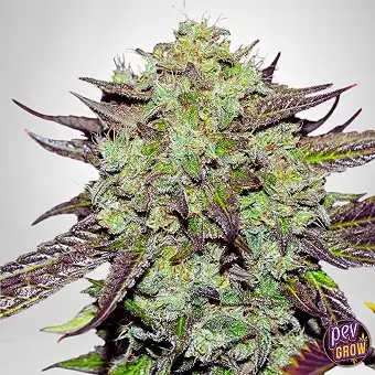 Purple Mango Kush...