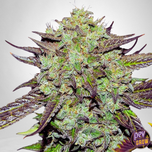 Purple Mango Kush Seeds | Delicious Seeds | Pevgrow