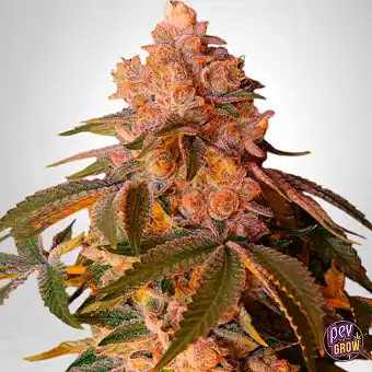 Насіння Happy Ending...