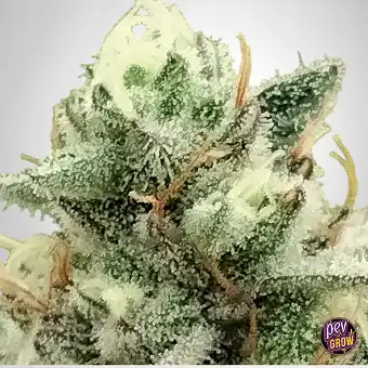Blowrange Limited Edition –...