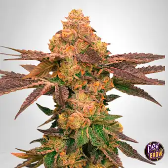 Melted Rainbow Feminizowane...