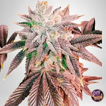 Z Head Feminized Seeds –...