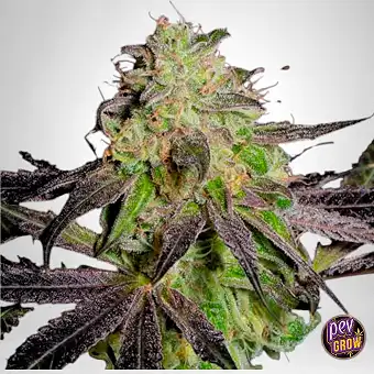 Tha Gelee feminizált magok...