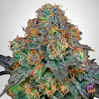 SherbDog Feminized Seeds –...