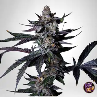 Satzuma Revenge Feminized...