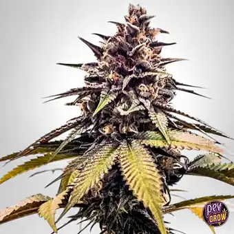 Runtzbert Feminizált Magok...