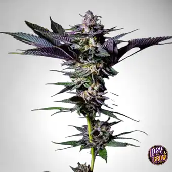 Rotten Rainbow Feminizada –...