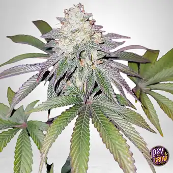 Mind Fuelz Feminiserade...