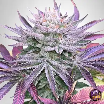 Nasty Runtz Feminized Seeds...