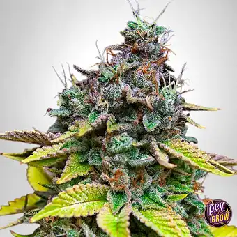 Papaya Cooler Feminizatuko...